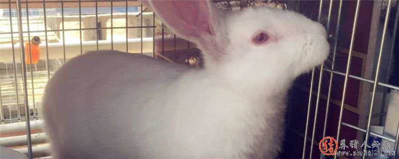 月月兔养殖技术（月兔的养殖方法）