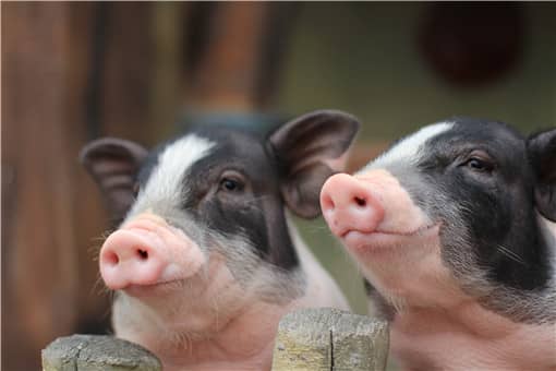 全国唯—的香猪保种基地在哪里 保定藏香猪养殖地点