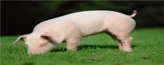 猪的品种有哪些 猪的品种有哪些各有什么特点