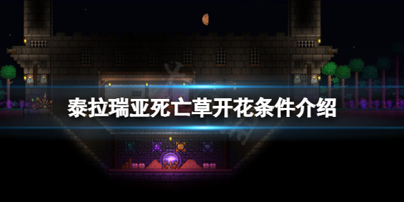 泰拉瑞亚死亡草什么时候开花(泰拉瑞亚死亡草成熟条件)