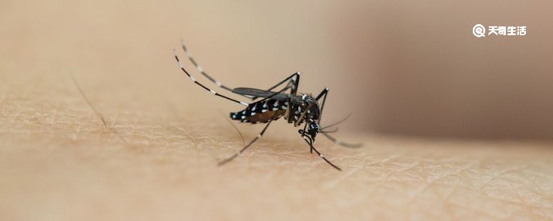 花蚊子和普通蚊子有什么区别? 花蚊子和普通蚊子有什么区别