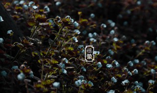 惊蛰节气是农历哪一天 今年的惊蛰节气是在哪一天