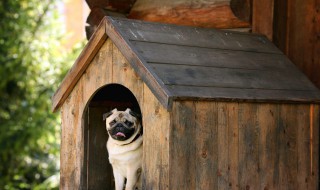 梦到被狗咬手(梦见狗咬自己的手没出血是什么意思)