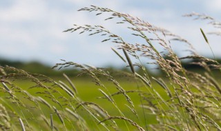 关于风的诗句有哪些 关于风的诗句有哪些十句