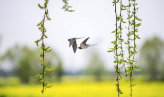 有关春天景色的诗句有哪些（有关春天的景色的诗句）