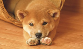 梦到狗咬人 梦到狗咬人还和狗主人打架