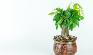 发材树怎么养 发材树怎么养开花