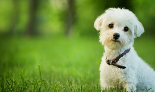 洋气的狗狗名字大全（洋气的狗狗名字大全霸气）