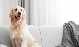 给狗狗取什么名字好听好玩(给狗狗取什么好听的名字)