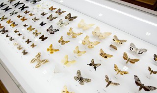 蝴蝶的天敌是谁 谁吃蝴蝶呢蝴蝶的天敌是谁