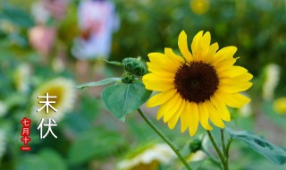 入伏是几月几日2022伏 2022年入伏时间和出伏时间表