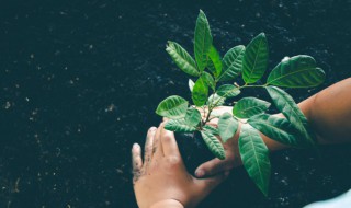 2022年植树节是什么时候 2021年植树节是哪天