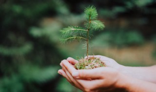 关于植树节的温馨祝福语 植树节祝福语短句