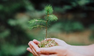 2022年植树节农历几月几号星期几（2022年的植树节是几月几号）