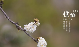 2022年惊蛰节气是哪天 2022惊蛰是哪一天