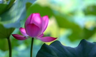 2022年几月几日暑伏(今年暑伏天是几月几号2021年)