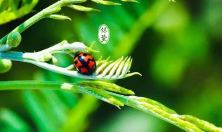 2022年惊蛰是几九第几天 2022年惊蛰是几点几分几秒