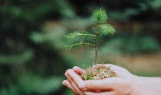 描写植树节说说 植树节的说说短语