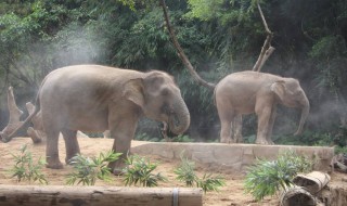 亚洲象属于几级重点保护野生动物（野生亚洲象是几级保护动物）