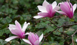 辛夷花与玉兰花的区别（辛夷花和白玉兰花的区别）