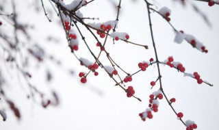 2022小雪节气发朋友圈的暖心文案(期待下雪的朋友圈文案)