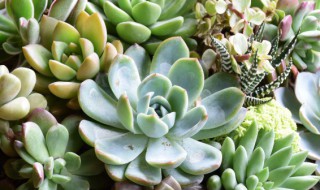 多肉植物有毒吗（多肉植物有毒吗,可以放在室内吗）