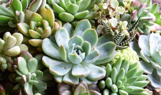 怎样种植多肉植物佛手（多肉佛手花怎么养）