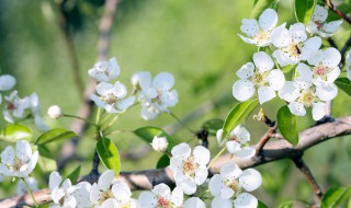 春分古诗词(春分古诗词赏析)