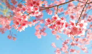 樱花和李子花的区别 李子树的花和樱花的区别