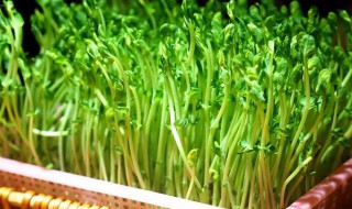 豆苗的营养价值和功效 绿豆豆苗的营养价值和功效