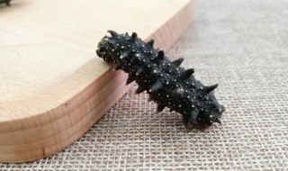 海参的营养价值和功效和禁忌（海参的营养价值和功效）