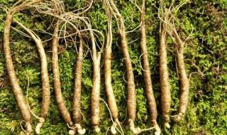 林下参和人参的区别 林下参就是人参吗