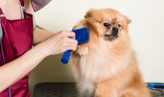 给宠物起个名字突出特点帅气爆表 起名网宠物起名