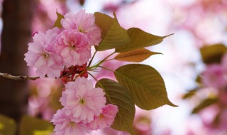 八重樱和日本晚樱的区别 八重樱是晚樱吗