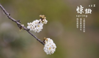 惊蛰可以种什么菜（惊蛰过了可以种什么菜）