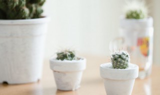 多肉植物品种名称大全 多肉植物 品种 名称