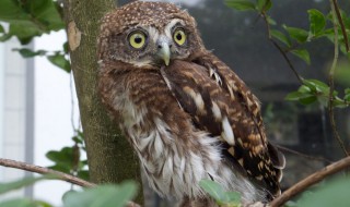 鸺鹠和猫头鹰的区别（猫头鹰和猫头鹰的区别）