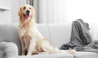 人与狗的区别（人与狗的区别的说说）