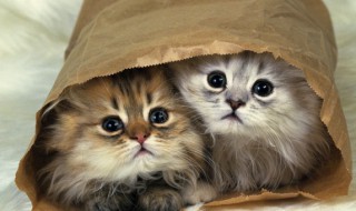 猫哭老鼠的意思和造句（猫哭老鼠是成语吗）