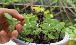 碰碰香怎么施肥 碰碰香怎样施肥