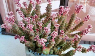 多肉钱串子扦插的方法（多肉钱串子扦插多久生根）