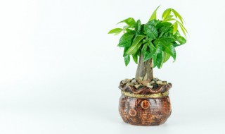 发财树的栽培方法和注意事项（发财树的培植方法和注意事项）
