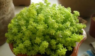 黄金万年草蔫了怎么办 黄金万年草有点枯萎