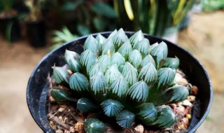 玉露干瘪了怎么办（玉露干瘪瘪的怎么回事）