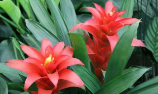 鸿运当头移植方法 鸿运当头的移植方法