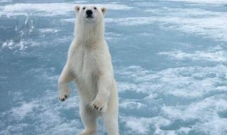北极熊多高 北极熊多高多重