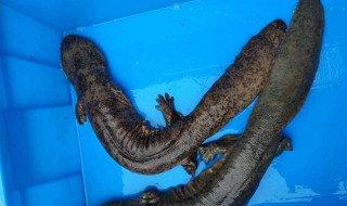 娃娃鱼的营养价值和作用(娃娃鱼的营养成分)