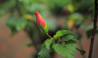 扶桑花掉花苞什么原因（扶桑花花苞发黄掉花苞是什么原因）