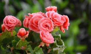 丽格海棠烂根了怎么办 丽格海棠根部腐烂