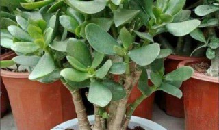 玉树嫁接长寿花的方法（玉树嫁接长寿花的方法视频）